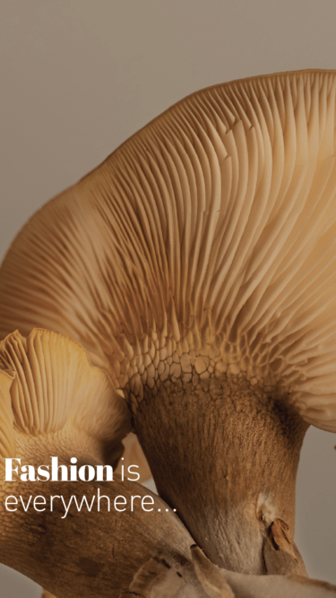 [:it]hedere2024_vfunghi2_Tavola disegno 1[:]