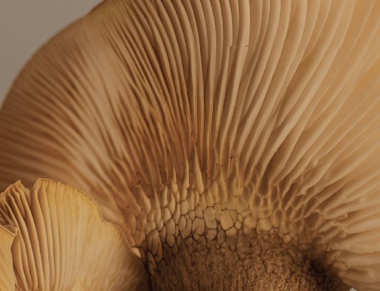 [:it]hedere2024_vfunghi2_Tavola disegno 1[:]