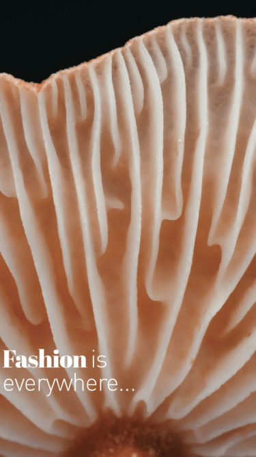 [:it]hedere2024_vfunghi6_Tavola disegno 1[:]