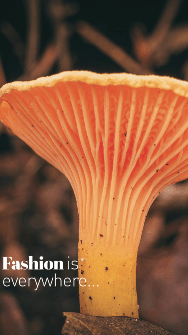 [:it]hedere2024_vfunghi_Tavola disegno 1[:]